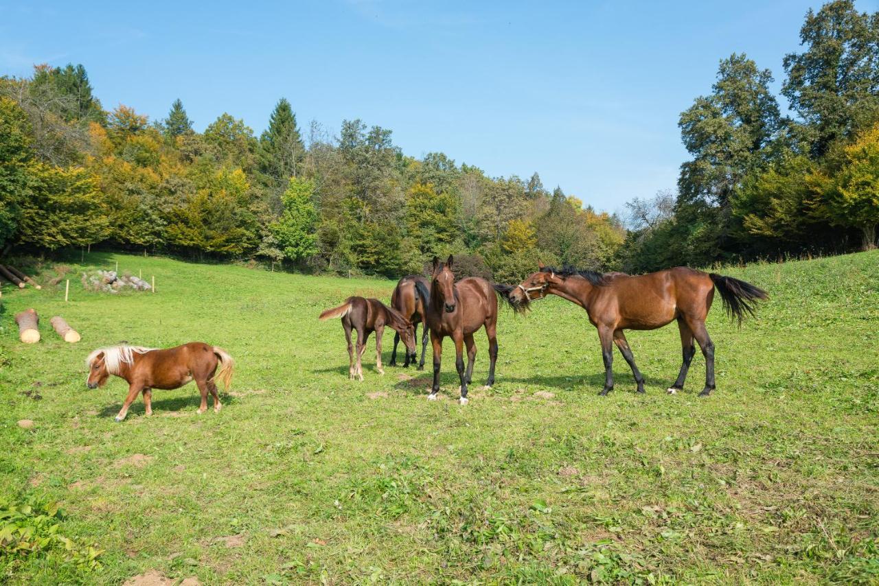 Apartment Zynga - Stud Farm Sentvid Pri Sticni ภายนอก รูปภาพ